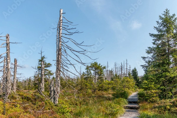 Fototapeta Wald im Harz