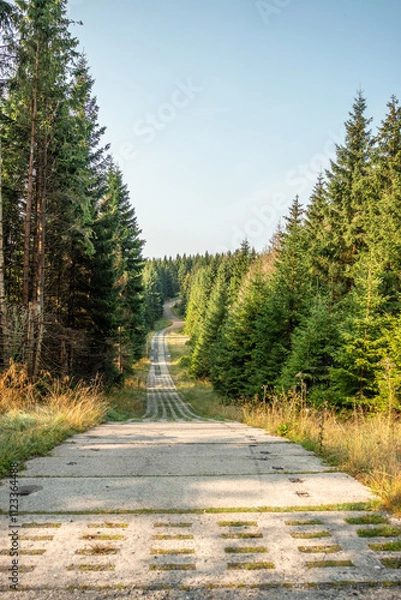 Fototapeta Wald im Harz