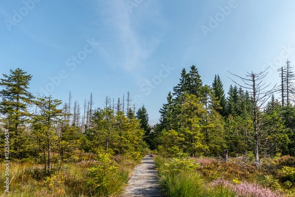 Fototapeta Wald im Harz