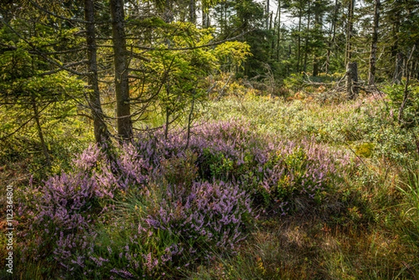 Fototapeta Wald im Harz