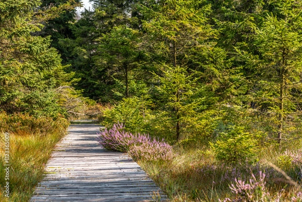 Fototapeta Wald im Harz