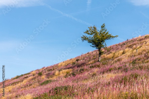 Fototapeta Landschaft im Harz