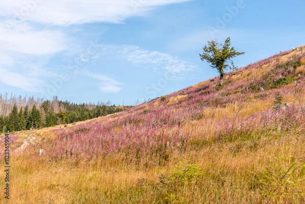 Fototapeta Landschaft im Harz
