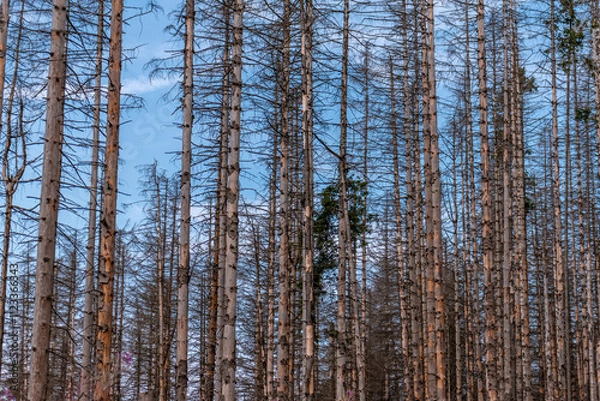 Fototapeta Wald im Harz