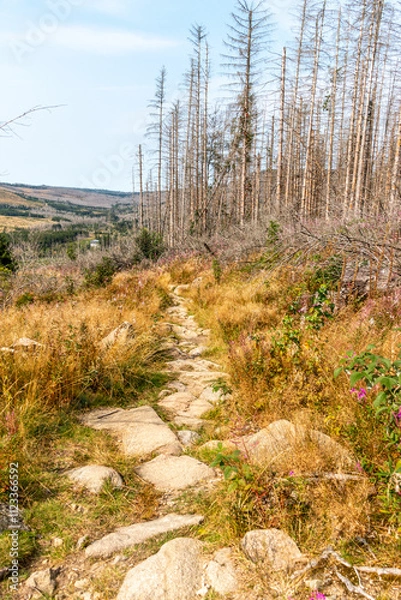 Fototapeta Wald im Harz