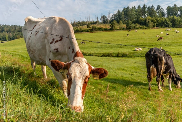 Fototapeta Kuh auf der Weide