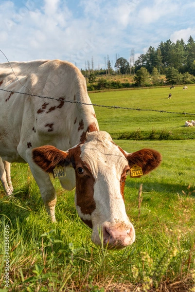 Fototapeta Kuh auf der Weide