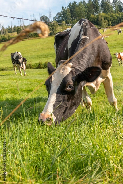 Fototapeta Kuh auf der Weide
