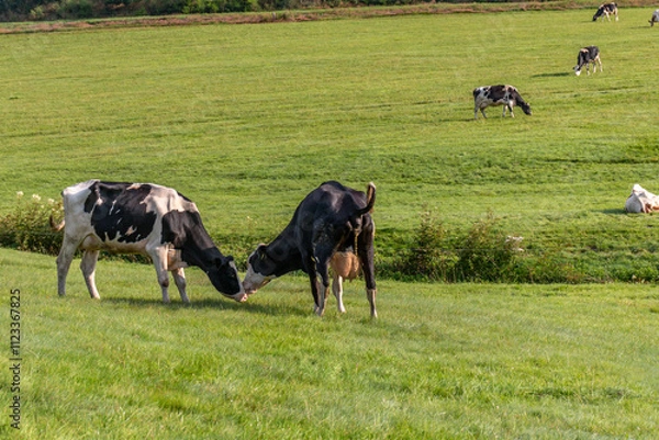 Fototapeta Kuh auf der Weide