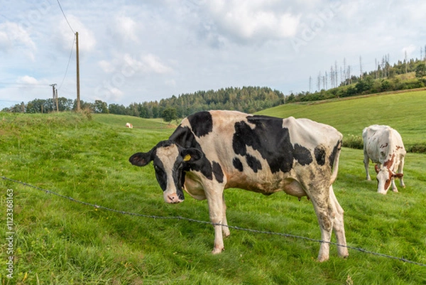 Fototapeta Kuh auf der Weide