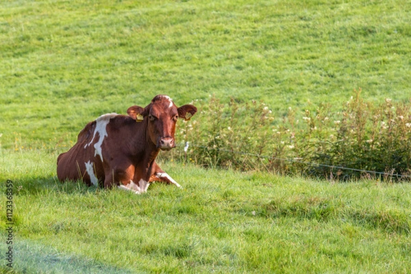Fototapeta Kuh auf der Weide