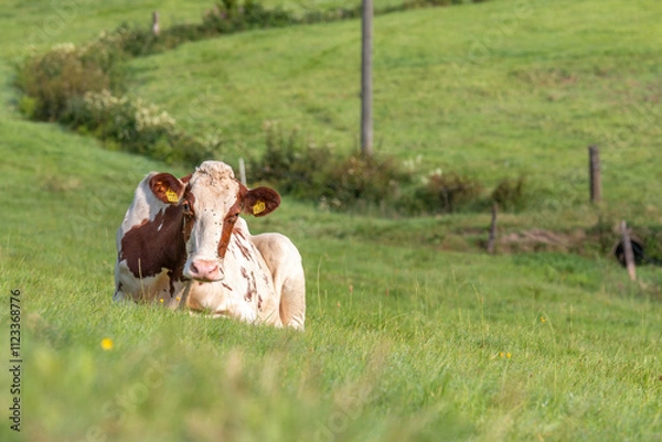 Fototapeta Kuh auf der Weide