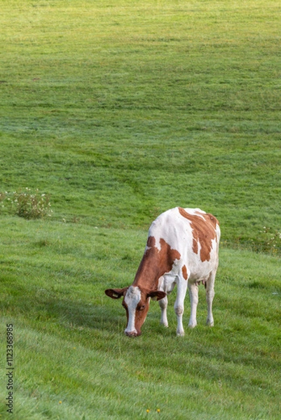 Fototapeta Kuh auf der Weide