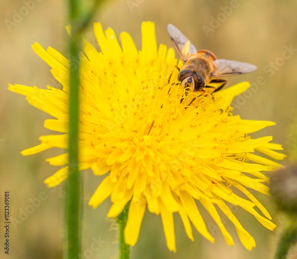 Fototapeta Biene auf Blüte