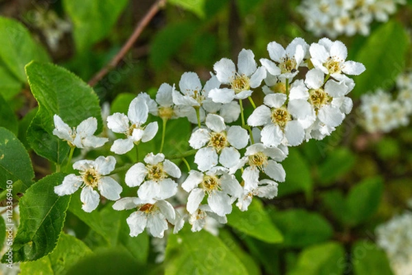 Fototapeta Frühlingsblüte