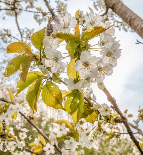 Fototapeta Frühlingsblüte