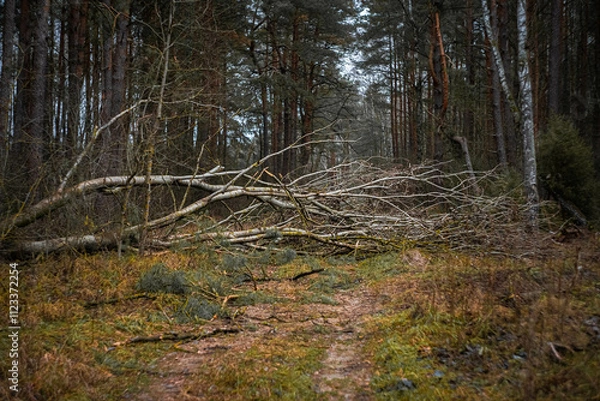 Obraz fallen tree in the forest from emergency situations. Consequences of a storm and strong wind. Nature after the hurricane