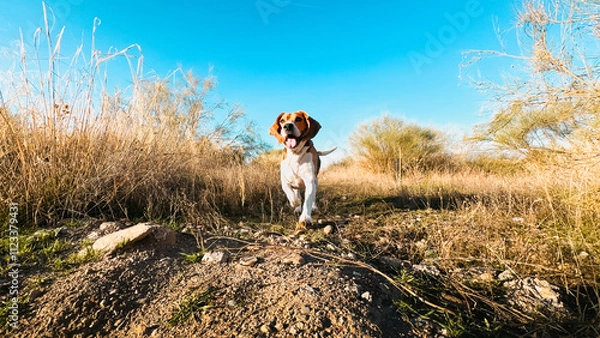 Fototapeta Beagle running on the field.. Happy dog enjoying outdoors
