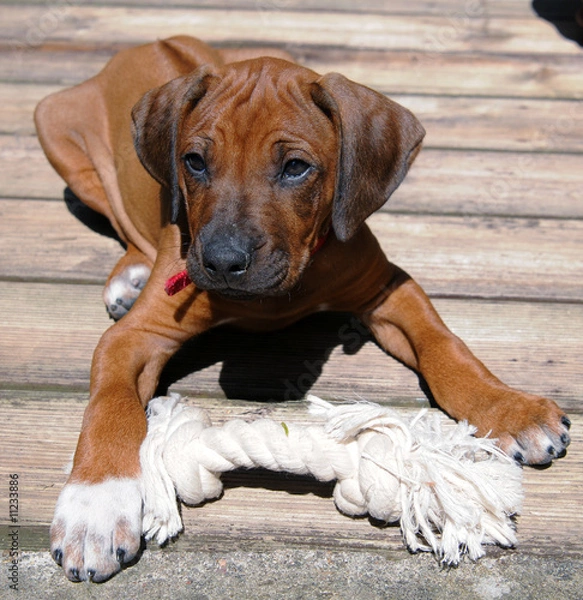 Obraz Szczeniak rasy Rhodesian Ridgeback