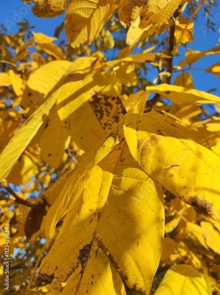 Obraz Yellow autumn Walnut leaves in sunlight against blue sky