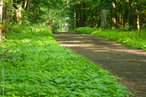 Fototapeta ścieżka