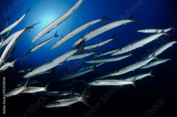 Fototapeta barracuda