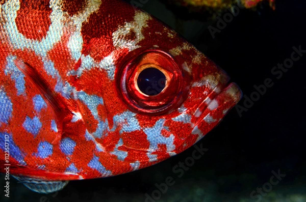 Fototapeta pesce rosso
