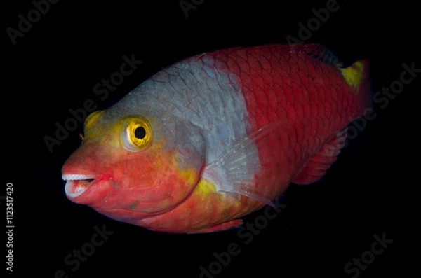 Fototapeta pesce pappagallo