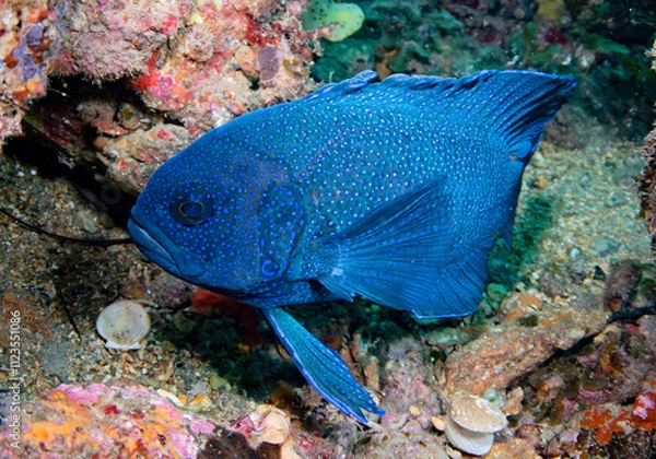 Fototapeta pesce blu