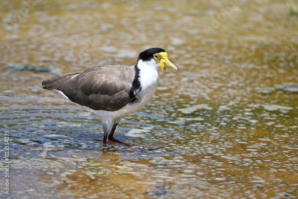 Fototapeta uccello australia