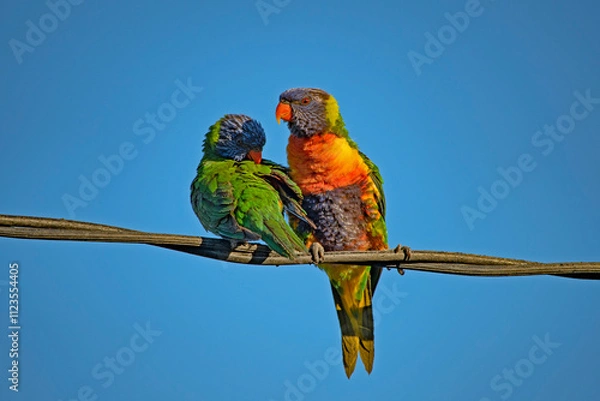 Fototapeta pappagalli