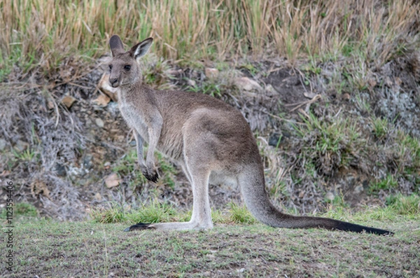 Fototapeta canguro
