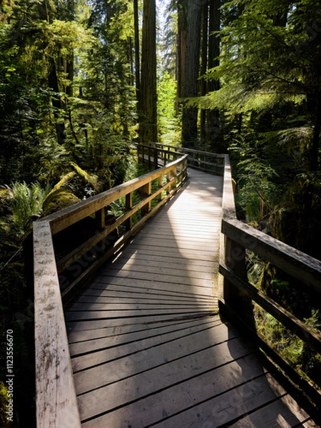 Fototapeta Inspiring lush rainforest of Cathedral Grove on Vancouver Island, British Columbia, Canada