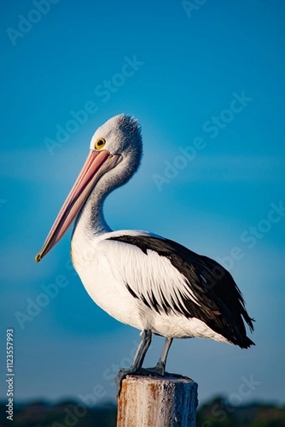 Fototapeta pellicano