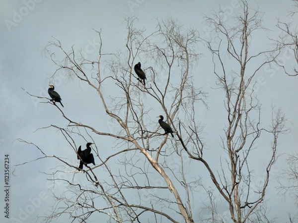 Fototapeta Cormorants drying their feathers on a eucalyptus tree near the sea.