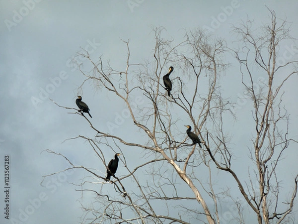 Fototapeta Cormorants drying their feathers on a eucalyptus tree near the sea.