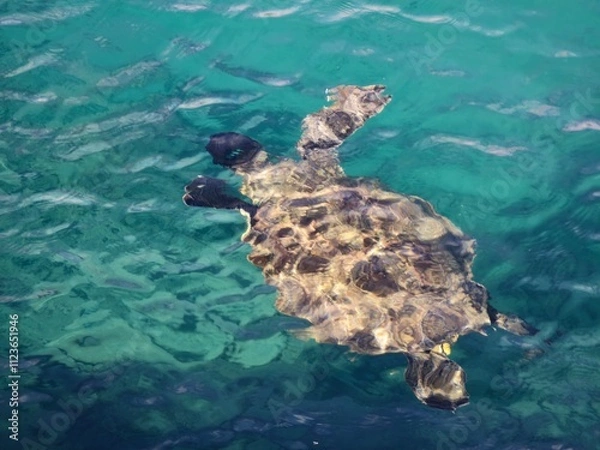 Obraz sea turtle