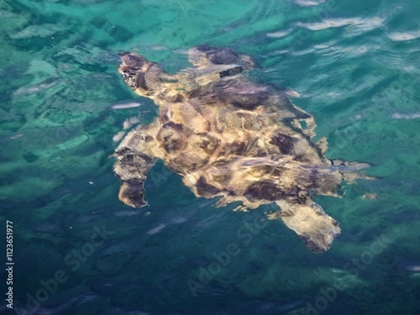Obraz sea turtle
