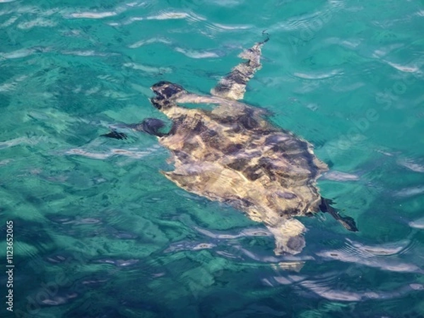 Obraz sea turtle