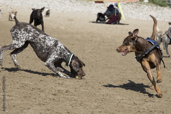 Obraz Perros jugando en la playa