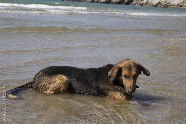 Obraz Pastor alemán con calor