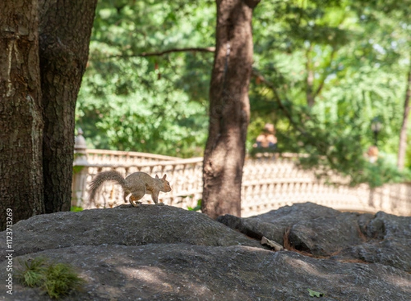 Obraz A squirrel on a rock in Central Park, New York City. 