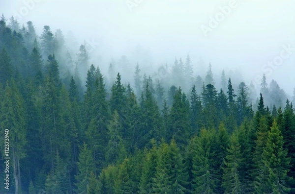 Obraz Trees in fog