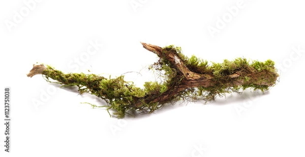 Obraz Green moss on rotten branch, white background