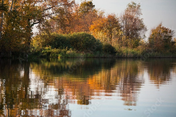Fototapeta The trees