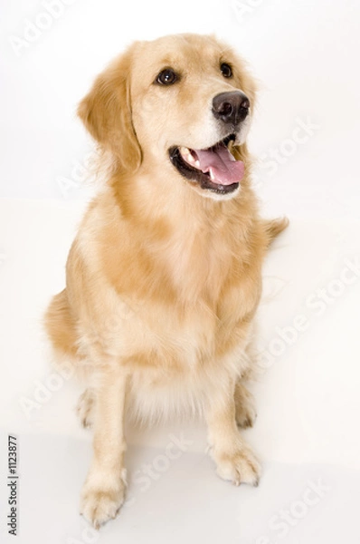 Obraz panting dog