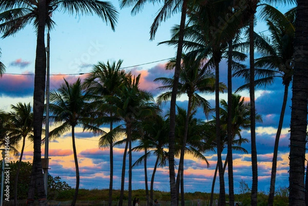 Obraz palm trees at sunset