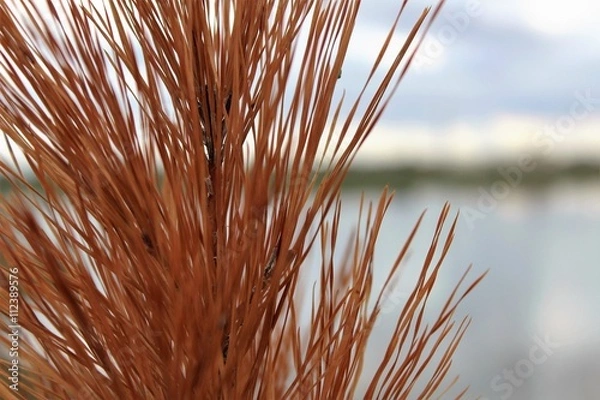 Fototapeta dry pine leaves