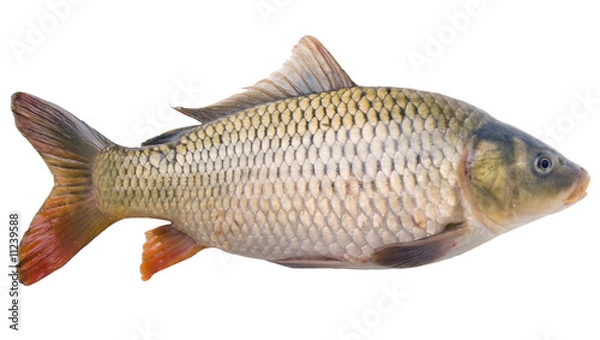Obraz carp close up isolated on white background