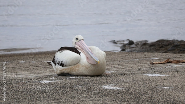 Obraz Sleeping Chill Pelican Boat Ramp